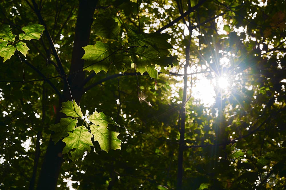 Harol_Trees_Service